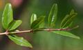 Punica granatum